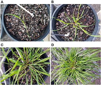 Low Energy Laser Treatments Control Annual Ryegrass (Lolium rigidum)